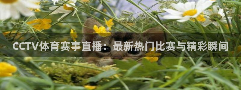 玩球直播官网：CCTV体育赛事直播：最新热门比赛与精彩瞬间